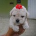POODLE NOSSO 2
