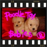 Lovpuppies Kennel – poodle micro e poodle toy especializado em poodles