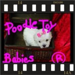Lovpuppies Kennel – poodle micro e poodle toy especializado em poodles
