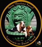 Canil Garras Silenciosos – Vendas filhotes Basset Hound exóticos orelhudos