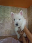 Lindos filhotes de West Highland White terrier