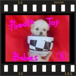Lovpuppies Kennel – poodle micro e poodle toy especializado em poodles