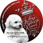 Lovpuppies Kennel – poodle micro e poodle toy especializado em poodles