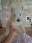 Lindos filhotes de West Highland White terrier