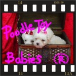 Lovpuppies Kennel – poodle micro e poodle toy especializado em poodles