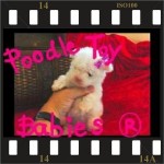 Lovpuppies Kennel – poodle micro e poodle toy especializado em poodles