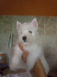 Lindos filhotes de West Highland White terrier