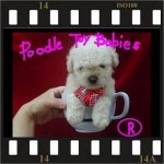 Lovpuppies kennel especializado em poodles poodle micro e poodle toy