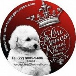 Lovpuppies kennel especializado em poodles poodle micro e poodle toy