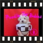 Lovpuppies kennel especializado em poodles poodle micro e poodle toy