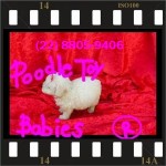Lovpuppies kennel especializado em poodles poodle micro e poodle toy