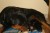 filhotes-rottweiler-com-excelente-pedigree_MLB-F-2983511677_082012