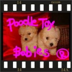 Lovpuppies kennel especializado em poodles poodle micro e poodle toy
