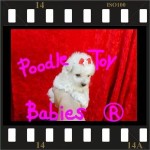 Lovpuppies kennel especializado em poodles poodle micro e poodle toy