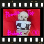 Lovpuppies kennel especializado em poodles poodle micro e poodle toy