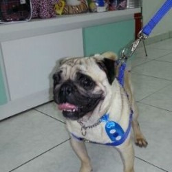 pug-padreador-para-cobertura-acasalamento-cruza_MLB-O-3928491126_032013