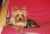 1302536903_187925528_1-Fotos-de--Yorkshire-Terrier-mini-e-super-mini