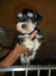 Canil Schnauzer mini – Seropedica  – Rio de Janeiro