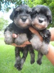 Canil Schnauzer mini – Seropedica  – Rio de Janeiro