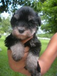 Canil Schnauzer mini – Seropedica  – Rio de Janeiro