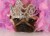 5585454-deteriorados-perro--pug-adorable-vestido-de-una-princesa