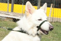 Coleira Soft Walk – Contra Puxões e Adestramento