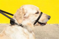 Coleira Soft Walk – Contra Puxões e Adestramento