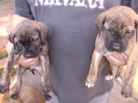 Lindos Filhos de Fila