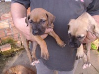 Lindos Filhos de Fila