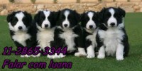border collie lindos filhotes