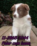 border collie lindos filhotes