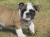 Canil dell pro puppies - Filhotes de Bulldog Inglês - Imagem2