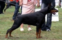 Dobermann Cachorros