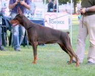 Dobermann Cachorros