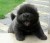 chow chow preto