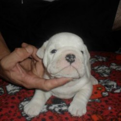 filhotes-de-bulldog-ingles-1