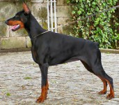 Dobermann Cachorros