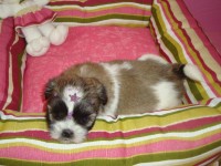 Shih Tzu Fêmea Tricolor