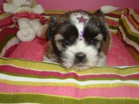 Shih Tzu Fêmea Tricolor