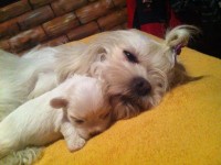 Lindos filhotes machos de Lhasa Apso