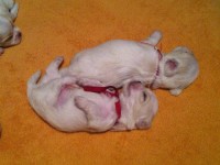 Lindos filhotes machos de Lhasa Apso