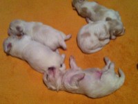 Lindos filhotes machos de Lhasa Apso