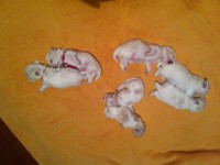 Lindos filhotes machos de Lhasa Apso