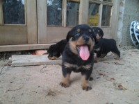 filhotes de rotweiller