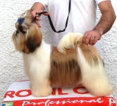 Filhotes de shih tzu