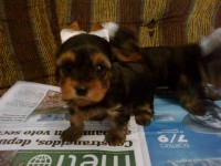 belos filhotes de yorkshaire eh shih tzu