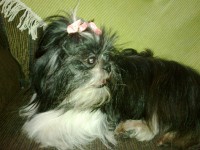 belos filhotes de yorkshaire eh shih tzu
