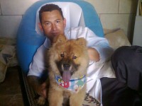 Vendo filhote cachorro chauchau