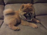 Vendo filhote cachorro chauchau
