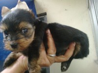 belos filhotes de yorkshaire eh shih tzu